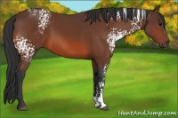 Horse Color:White Spotted Bay 
