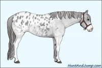 Horse Color:White Spotted Blue Roan Appaloosa 