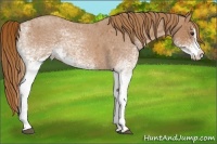 Horse Color:White Spotted Red Roan Splash