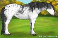 Horse Color:White Spotted Blue Roan Appaloosa 