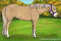 Horse Color:Palomino Splash