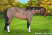 Horse Color:Bay Roan