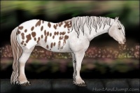 Horse Color:Chestnut Appaloosa Rabicano