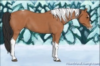 Horse Color:Bay Roan Splash Tobiano 