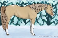 Horse Color:Red Dun Splash Tobiano 