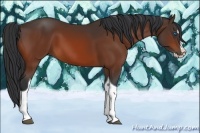 Horse Color:Bay Splash Tobiano
