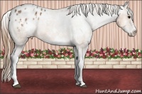Horse Color:White Spotted Buckskin Sabino Appaloosa 