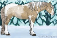 Horse Color:White Spotted Chocolate Palomino Dun Splash Tobiano 