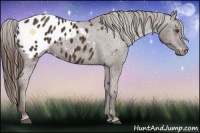 Horse Color:Liver Chestnut Frame Appaloosa 
