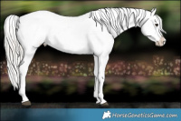 Horse Color:Silver Brown Dun Appaloosa 