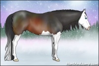Horse Color:Brown Splash