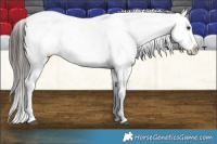 Horse Color:Liver Chestnut Appaloosa 