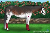 Horse Color:White Spotted Brown Sabino Splash 
