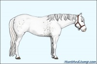 Horse Color:White Spotted Silver Smoky Black