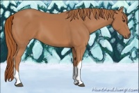 Horse Color:Chestnut Tobiano