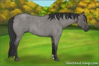 Horse Color:Grullo Roan 