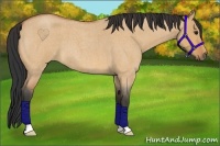 Horse Color:Bay Roan Dun