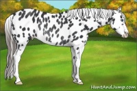 Horse Color:Black Splash Frame Appaloosa Rabicano 