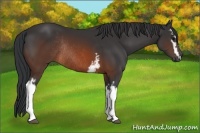 Horse Color:White Spotted Brown Rabicano 