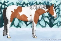 Horse Color:Bay Splash Tobiano Rabicano
