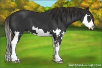 Horse Color:Liver Chestnut Sabino Splash Frame 