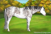 Horse Color:White Spotted Bay Roan Splash Rabicano