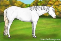 Horse Color:Buckskin Splash Frame Snowflake Varnish
