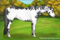 Horse Color:White Spotted Black Frame Rabicano 