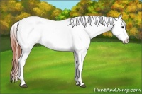 Horse Color:White Spotted Brown Appaloosa