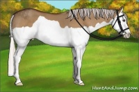 Horse Color:Silver Bay Dun Splash 