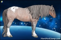 Horse Color:Bay Appaloosa Rabicano 