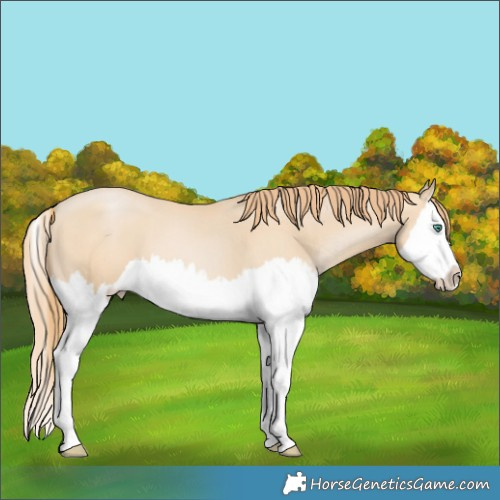 Horse Color:White Spotted Smoky Black Pearl Splash 