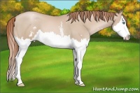 Horse Color:White Spotted Smoky Black Pearl Splash 