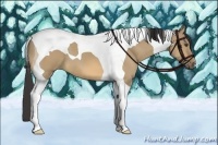 Horse Color:Buckskin Dun Tobiano