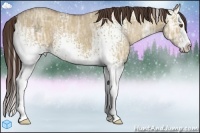 Horse Color:White Spotted Classic Champagne Ice Dun Splash 