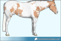 Horse Color:White Spotted Silver Amber Champagne Tobiano