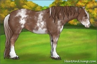 Horse Color:White Spotted Chestnut