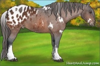 Horse Color:White Spotted Bay Appaloosa Rabicano