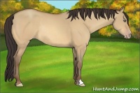 Horse Color:Amber Champagne Dun Rabicano 