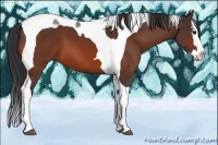 Horse Color:Bay Splash Tobiano