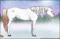 Horse Color:White Spotted Bay Splash Appaloosa 