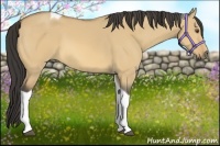 Horse Color:Buckskin Dun Tobiano 