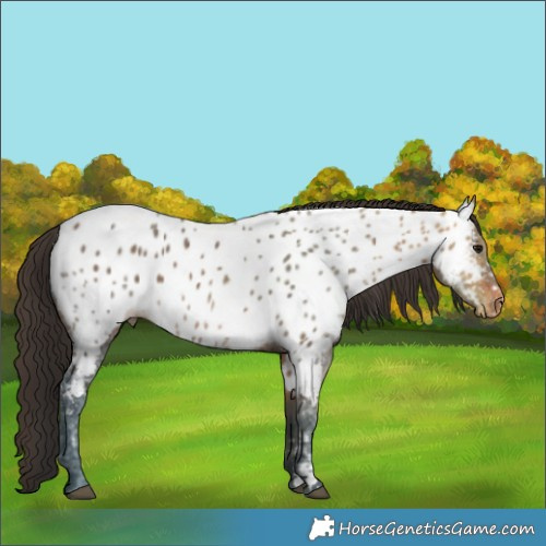 Horse Color:Brown Ice Near Leopard 