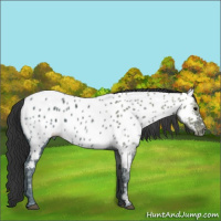 Horse Color:Brown Ice Appaloosa 