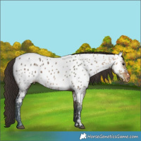 Horse Color:Brown Ice Near Leopard 