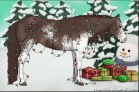 Horse Color:White Spotted Liver Chestnut Tobiano 