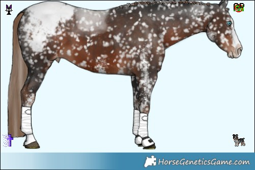Horse Color:White Spotted Liver Chestnut Splash Snowcap