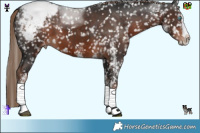 Horse Color:White Spotted Liver Chestnut Splash Snowcap