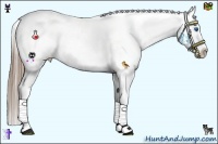 Horse Color:White Spotted Liver Chestnut Splash Appaloosa 