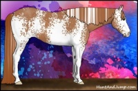 Horse Color:White Spotted Chestnut 